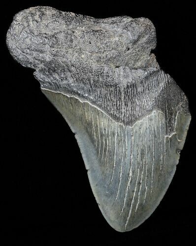 Partial, Megalodon Tooth - Georgia #56713
